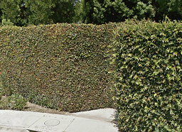 13 Encina-Irvine-hedgewalk-Culver-icon