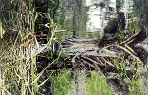 Alligator2icon
