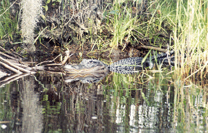 Alligator3icon