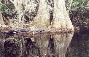 Alligator5icon