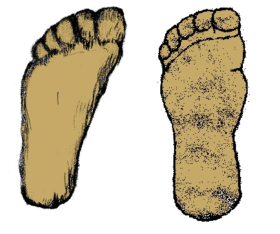 BCBF-comparison