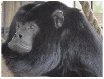Black-Howler-Monkey