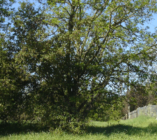 DSC06194-cropped-icon