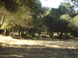 DSC06629-icon