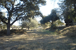 DSC06999-icon