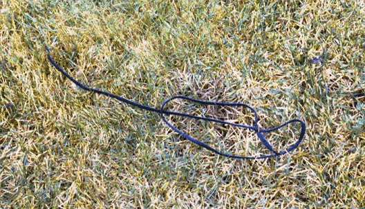 Maggiore shoelace_in site-75% Maggiore shoelace_in site-75%
