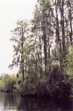 Spanishmossicon