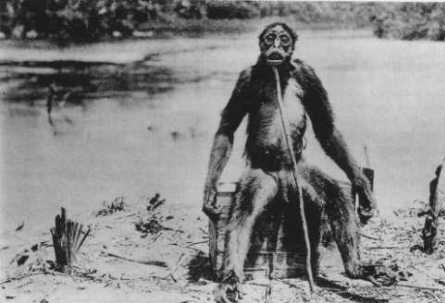 ameranthropoides_loysi1