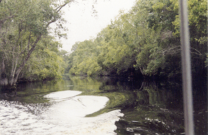 canalicon