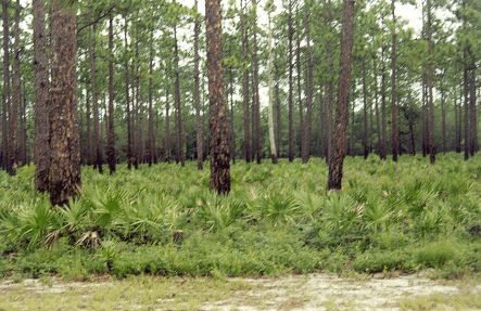 fieldofpalmsicon