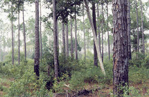 pines11icon