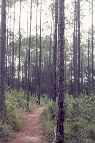 pines2icon