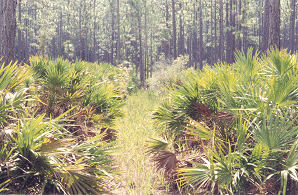 pines8icon