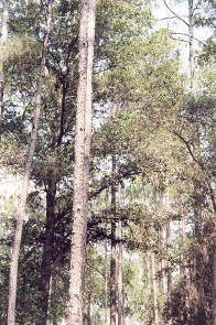 pines9icon
