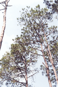 pinesicon